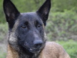 Centre Canin Le Brin de Folie d'Easy (BFE)