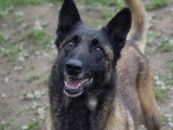 Centre Canin Le Brin de Folie d'Easy (BFE)