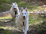 Perception Canine