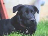 Perception Canine