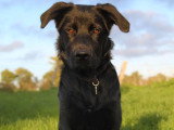 Perception Canine