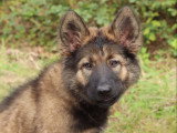 Perception Canine