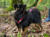 Perception Canine
