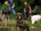 Perception Canine