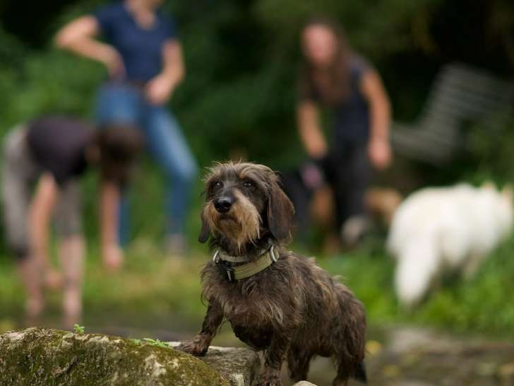 Perception Canine