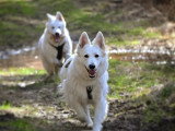 Perception Canine