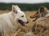 Perception Canine