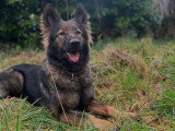 Perception Canine