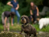 Perception Canine