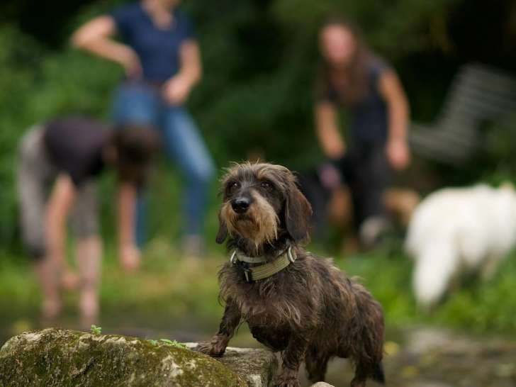 Perception Canine