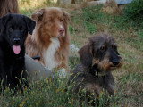 Perception Canine