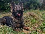 Perception Canine