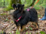 Perception Canine