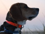 Pensez Chien