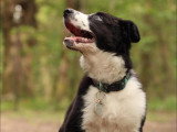Pensez Chien