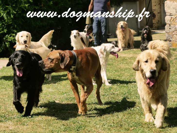 Dogmanship