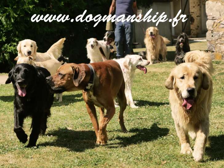 Dogmanship