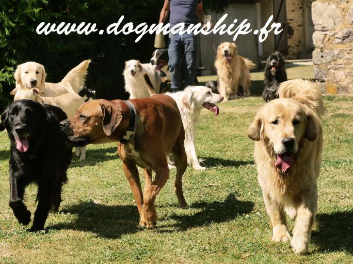 Dogmanship