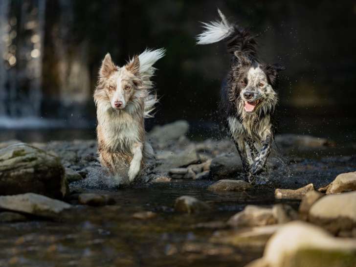 Frères des Chiens