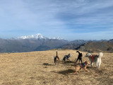 Frères des Chiens