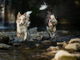 Frères des Chiens