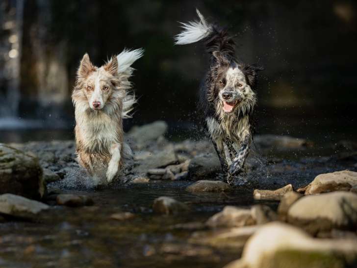 Frères des Chiens