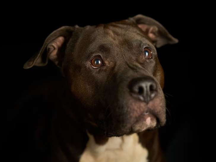 K9 Educ Pro 68