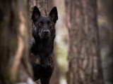 Vie de Chien par Canoz
