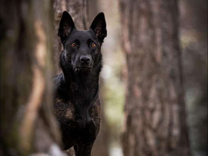Vie de Chien par Canoz