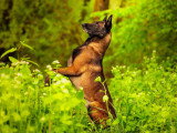 Vie de Chien par Canoz