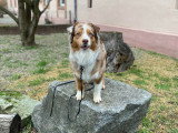 Vie de Chien par Canoz
