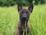 Vie de Chien par Canoz