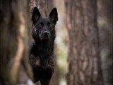 Vie de Chien par Canoz