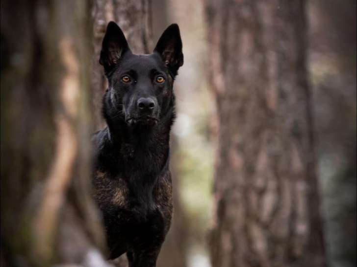 Vie de Chien par Canoz