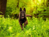 Vie de Chien par Canoz