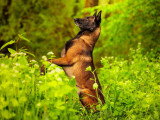 Vie de Chien par Canoz