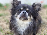 Vie de Chien par Canoz