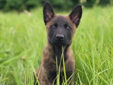 Vie de Chien par Canoz