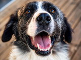 Vie de Chien par Canoz