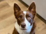 Vie de Chien par Canoz