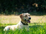 Méthodedog Soixantesix