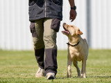 Méthodedog Soixantesix