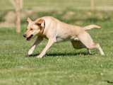 Méthodedog Soixantesix