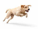 Méthodedog Soixantesix