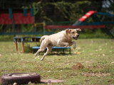 Méthodedog Soixantesix