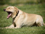 Méthodedog Soixantesix