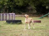 Méthodedog Soixantesix