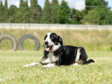 TerreHappy Dog