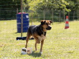 TerreHappy Dog