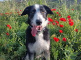 TerreHappy Dog